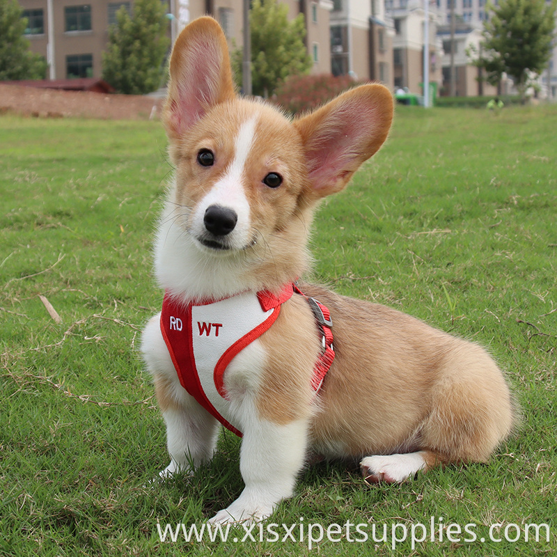 Wholesale Fashion Dog Harness And Leash